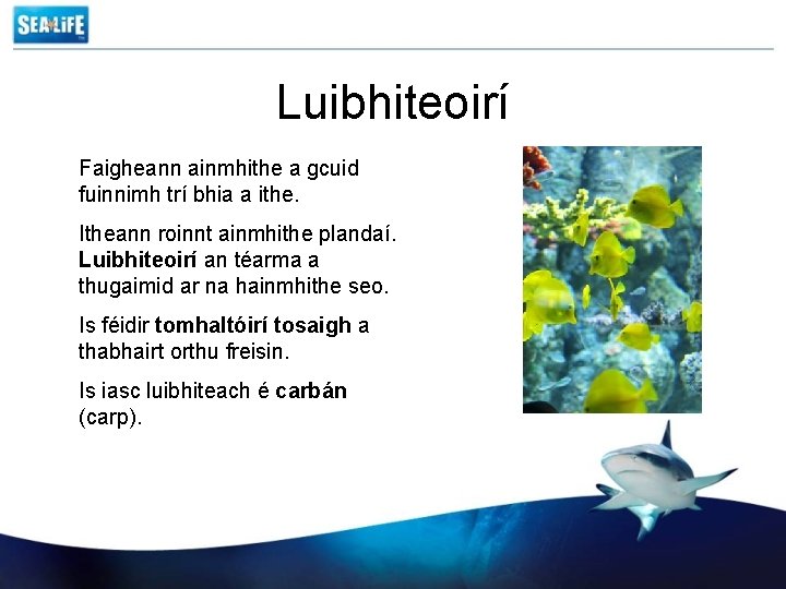 Luibhiteoirí Faigheann ainmhithe a gcuid fuinnimh trí bhia a ithe. Itheann roinnt ainmhithe plandaí.