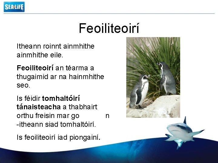 Feoiliteoirí Itheann roinnt ainmhithe eile. Feoiliteoirí an téarma a thugaimid ar na hainmhithe seo.