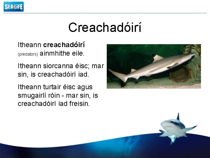 Creachadóirí Itheann creachadóirí (predators) ainmhithe eile. Itheann siorcanna éisc; mar sin, is creachadóirí iad.