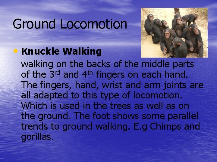 Ground Locomotion • Knuckle Walking walking on the backs of the middle parts of