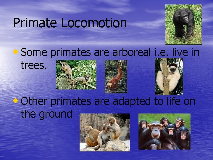 Primate Locomotion • Some primates are arboreal i. e. live in trees. • Other