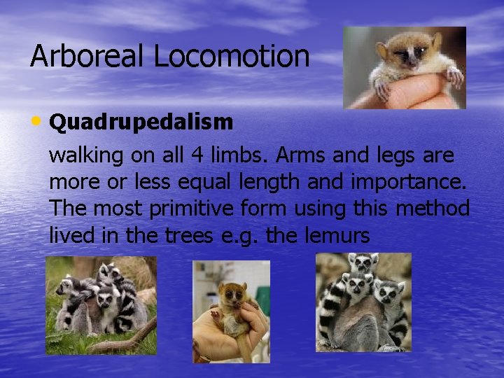 Arboreal Locomotion • Quadrupedalism walking on all 4 limbs. Arms and legs are more