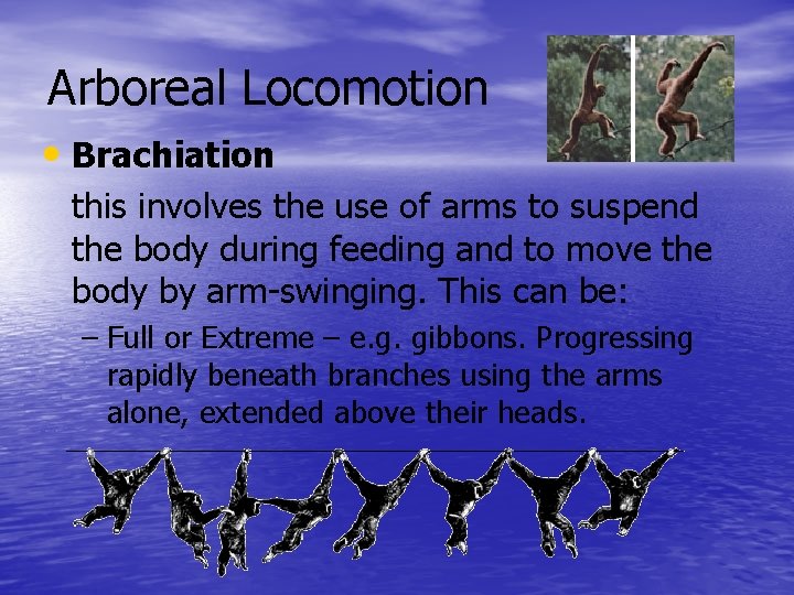 Arboreal Locomotion • Brachiation this involves the use of arms to suspend the body