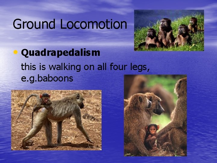 Ground Locomotion • Quadrapedalism this is walking on all four legs, e. g. baboons