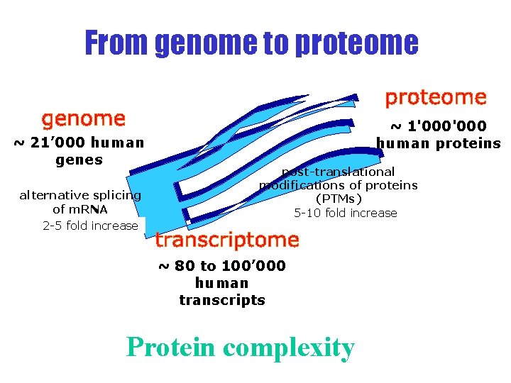 From genome to proteome ~ 21’ 000 human genes alternative splicing of m. RNA