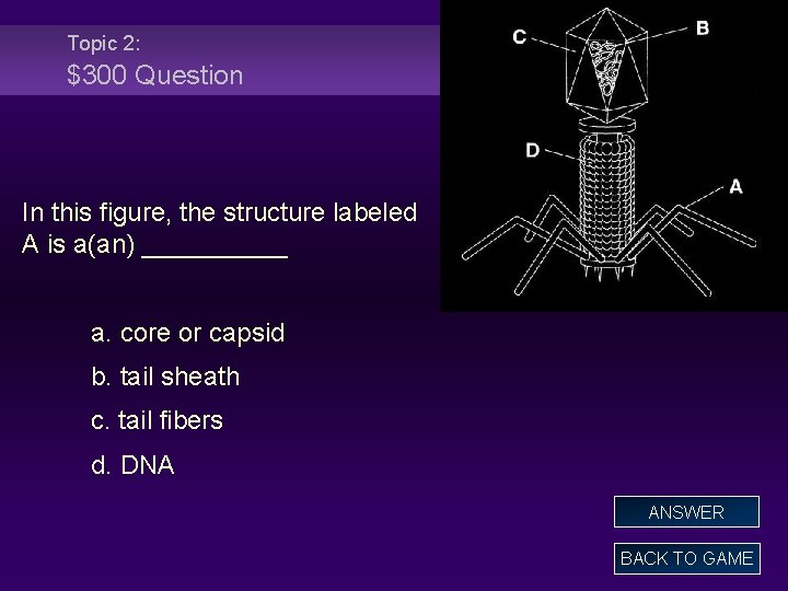 Topic 2: $300 Question In this figure, the structure labeled A is a(an) _____