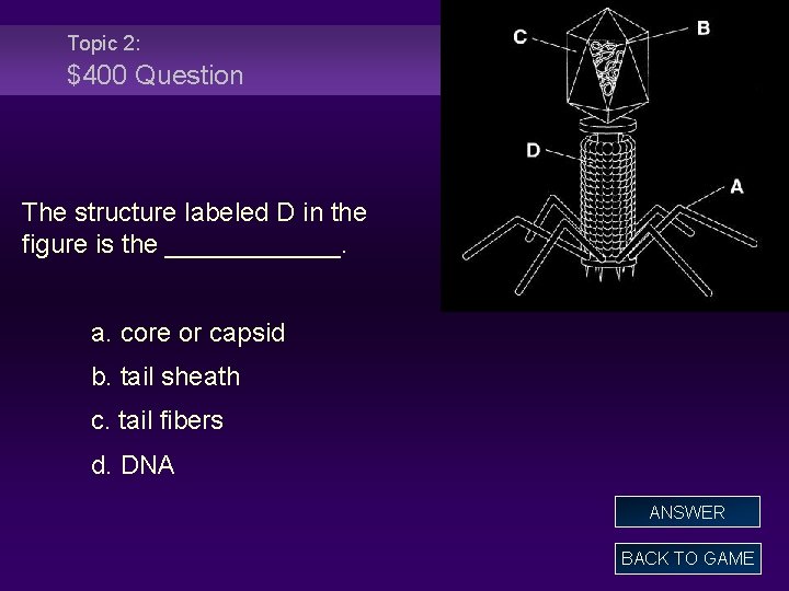 Topic 2: $400 Question The structure labeled D in the figure is the ______.
