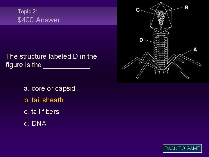 Topic 2: $400 Answer The structure labeled D in the figure is the ______.