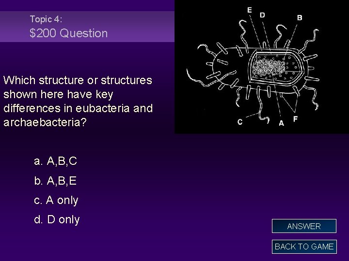 Topic 4: $200 Question Which structure or structures shown here have key differences in