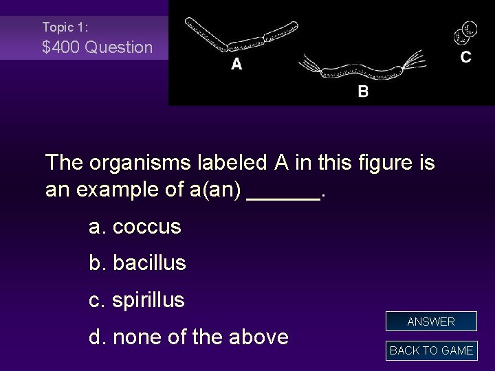 Topic 1: $400 Question The organisms labeled A in this figure is an example