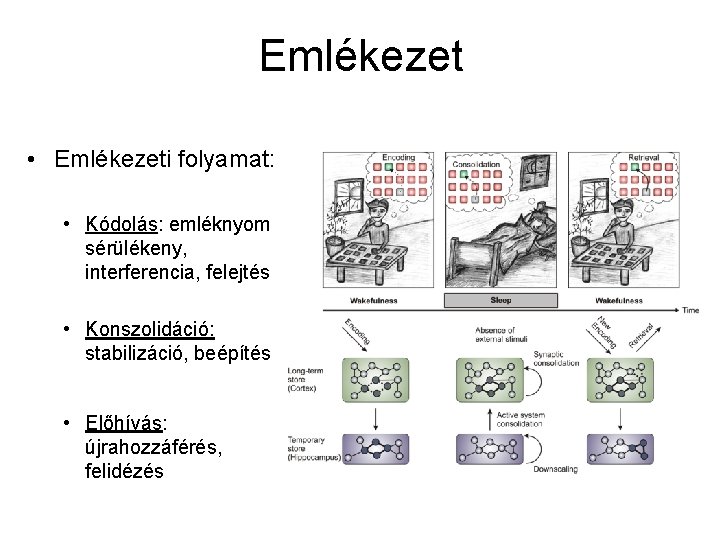 Emlékezet • Emlékezeti folyamat: • Kódolás: emléknyom sérülékeny, interferencia, felejtés • Konszolidáció: stabilizáció, beépítés