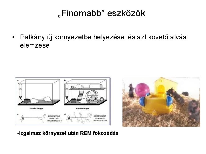 „Finomabb” eszközök • Patkány új környezetbe helyezése, és azt követő alvás elemzése -Izgalmas környezet