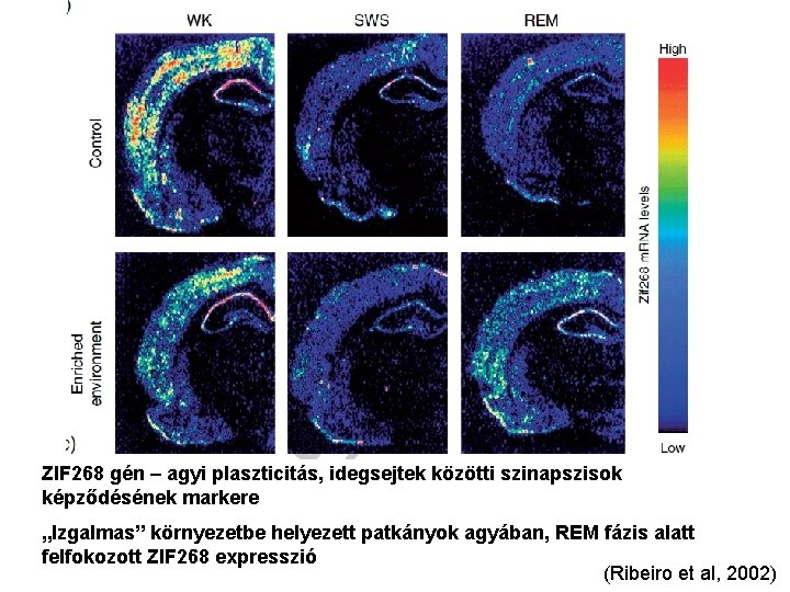 ZIF 268 gén – agyi plaszticitás, idegsejtek közötti szinapszisok képződésének markere „Izgalmas” környezetbe helyezett