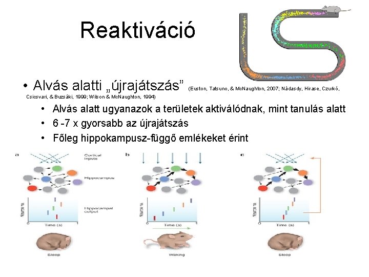 Reaktiváció • Alvás alatti „újrajátszás” (Euston, Tatsuno, & Mc. Naughton, 2007; Nádasdy, Hirase, Czurkó,