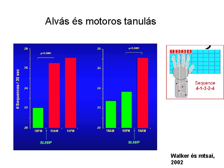 Alvás és motoros tanulás Walker és mtsai, 2002 