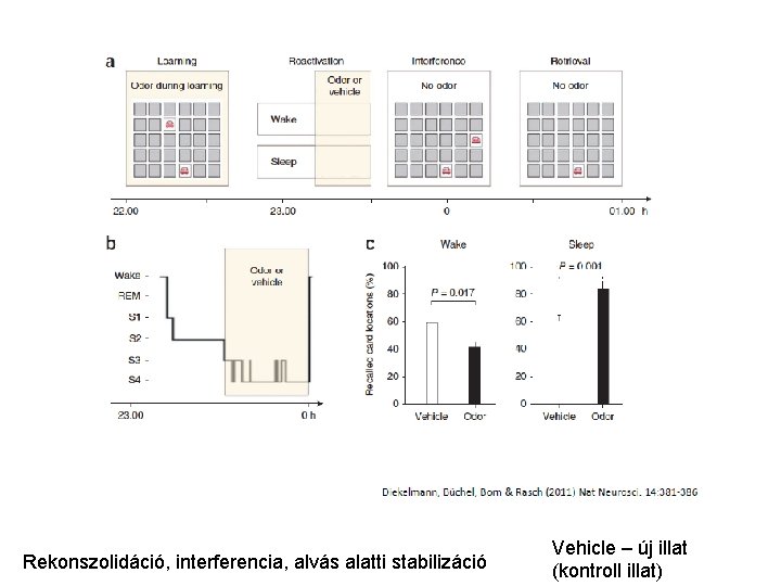 Rekonszolidáció, interferencia, alvás alatti stabilizáció Vehicle – új illat (kontroll illat) 