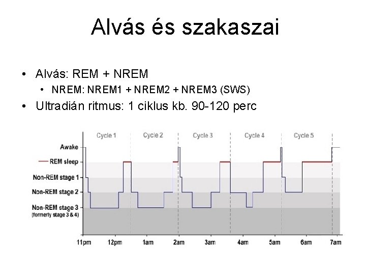 Alvás és szakaszai • Alvás: REM + NREM • NREM: NREM 1 + NREM