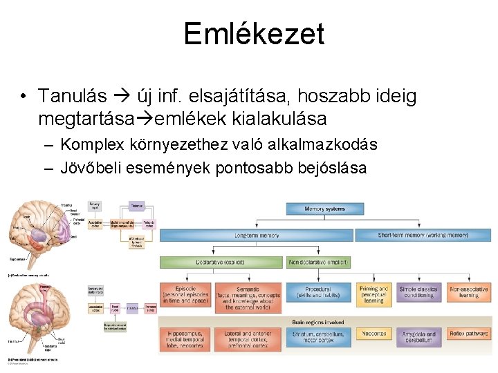 Emlékezet • Tanulás új inf. elsajátítása, hoszabb ideig megtartása emlékek kialakulása – Komplex környezethez