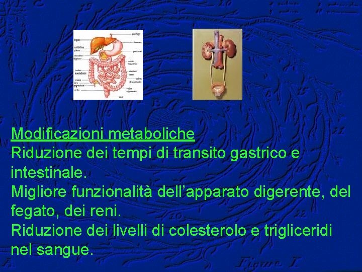 Modificazioni metaboliche Riduzione dei tempi di transito gastrico e intestinale. Migliore funzionalità dell’apparato digerente,