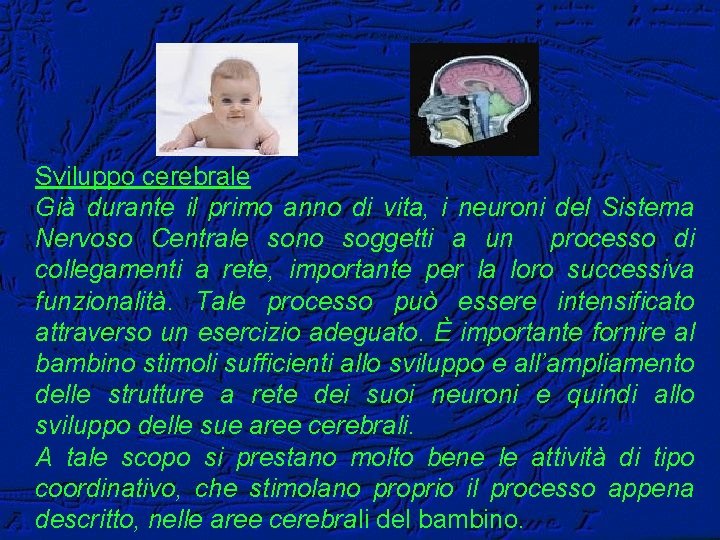 Sviluppo cerebrale Già durante il primo anno di vita, i neuroni del Sistema Nervoso