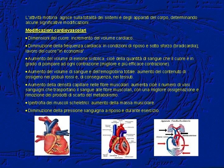  • L’attività motoria agisce sulla totalità dei sistemi e degli apparati del corpo,