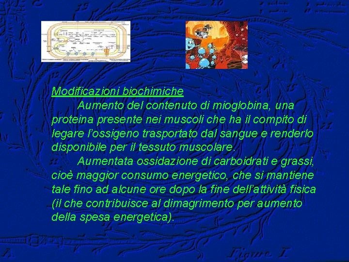 Modificazioni biochimiche Aumento del contenuto di mioglobina, una proteina presente nei muscoli che ha