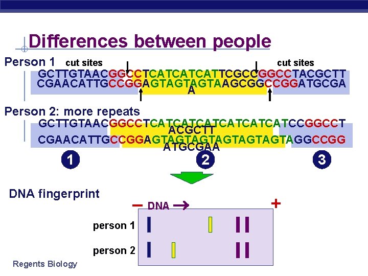 Differences between people Person 1 cut sites GCTTGTAACGGCCTCATCATCATTCGCCGGCCTACGCTT CGAACATTGCCGGAGTAGTAGTAAGCGGCCGGATGCGA A Person 2: more repeats