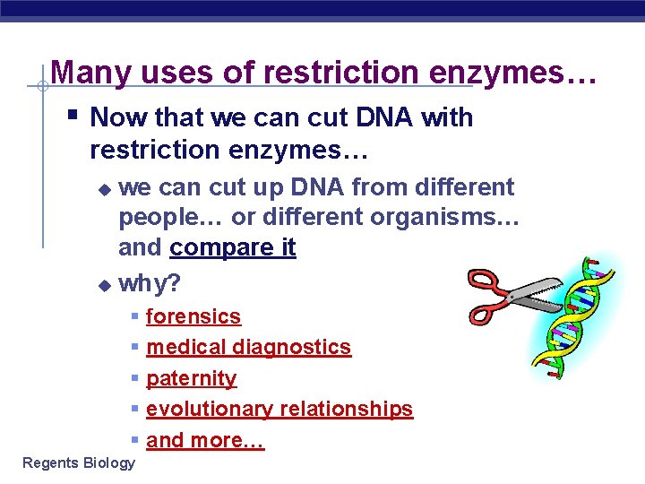 Many uses of restriction enzymes… § Now that we can cut DNA with restriction