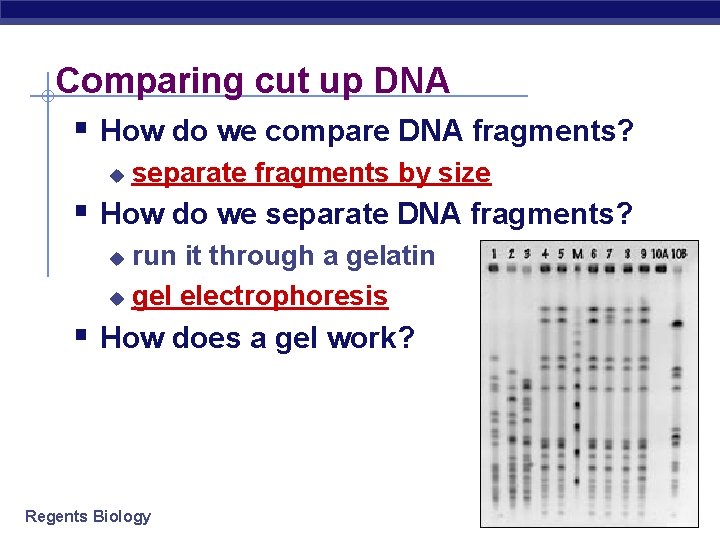 Comparing cut up DNA § How do we compare DNA fragments? u separate fragments