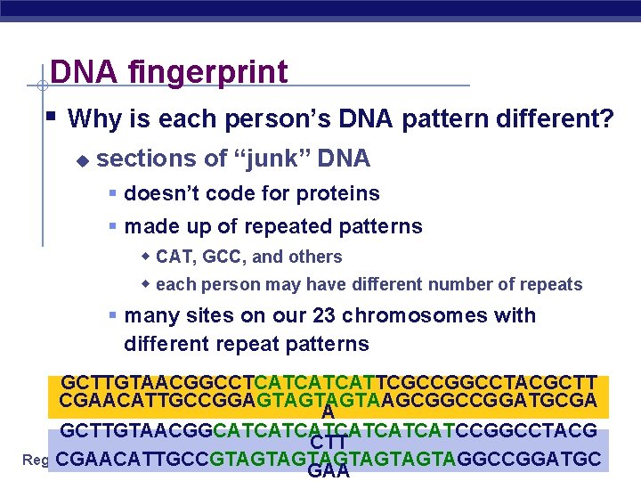DNA fingerprint § Why is each person’s DNA pattern different? u sections of “junk”