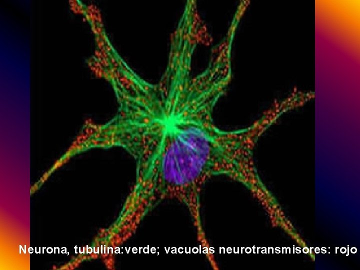 Neurona, tubulina: verde; vacuolas neurotransmisores: rojo 