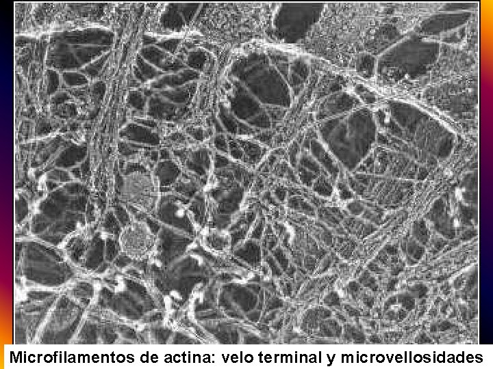 Microfilamentos de actina: velo terminal y microvellosidades 