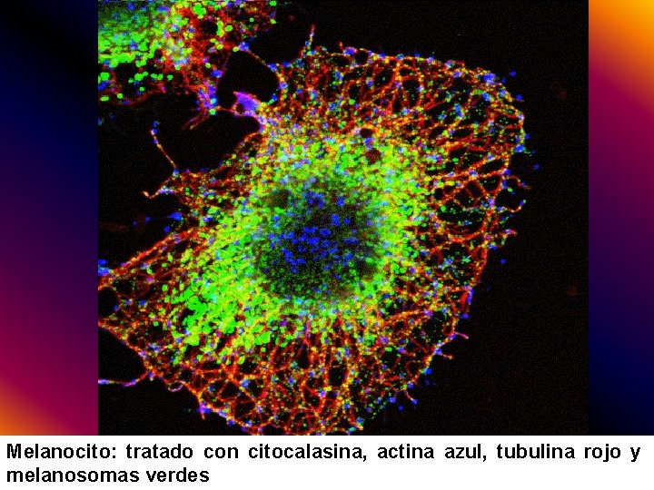 Melanocito: tratado con citocalasina, actina azul, tubulina rojo y melanosomas verdes 