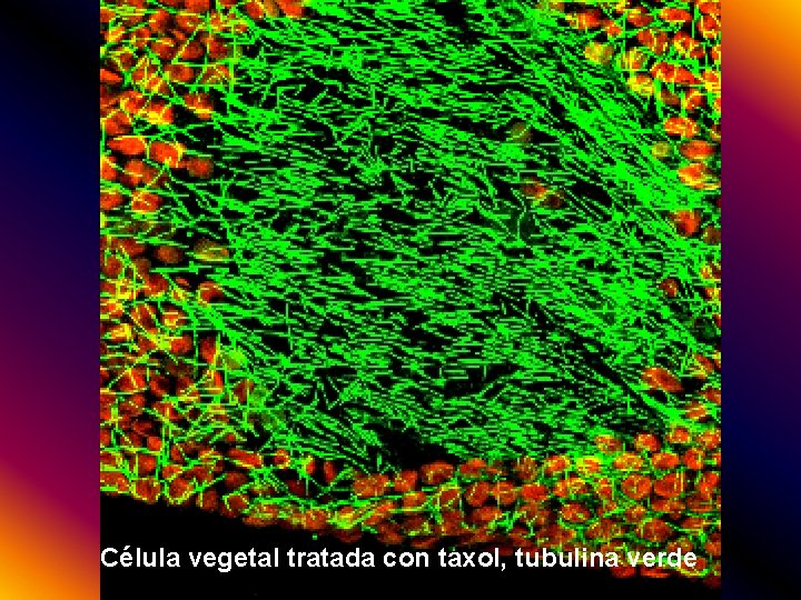 Célula vegetal tratada con taxol, tubulina verde 