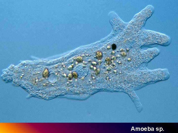 Amoeba sp. 