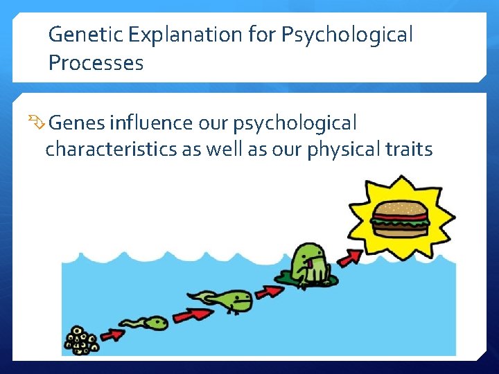 Genetic Explanation for Psychological Processes Genes influence our psychological characteristics as well as our