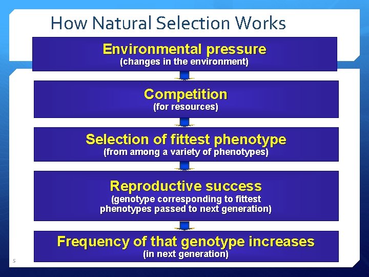 How Natural Selection Works Environmental pressure (changes in the environment) Competition (for resources) Selection