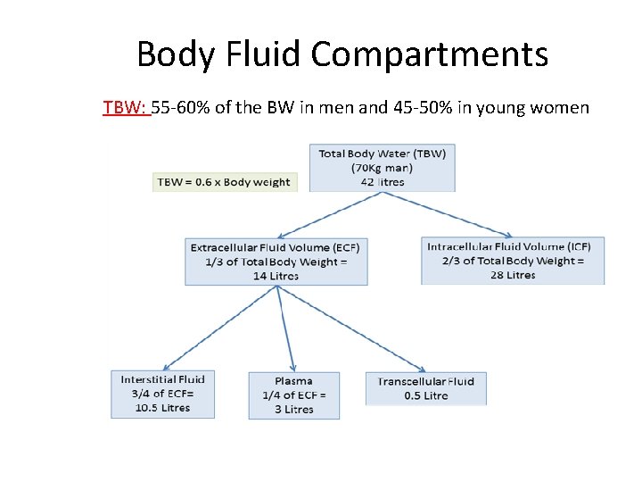 Body Fluid Compartments TBW: 55‐ 60% of the BW in men and 45‐ 50%