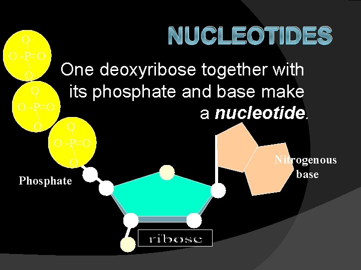 NUCLEOTIDES O O -P O Nitrogenous base O C C O Phosphate C O