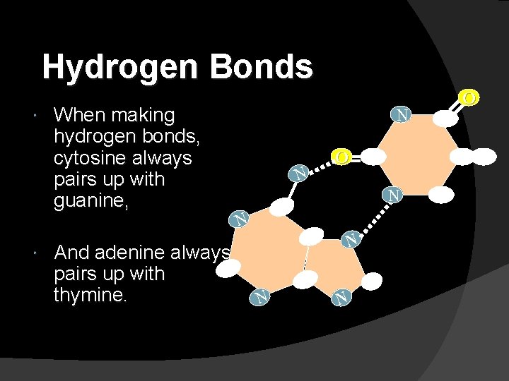 Hydrogen Bonds When making hydrogen bonds, cytosine always pairs up with guanine, And adenine