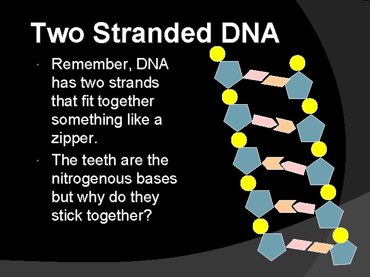 Two Stranded DNA Remember, DNA has two strands that fit together something like a