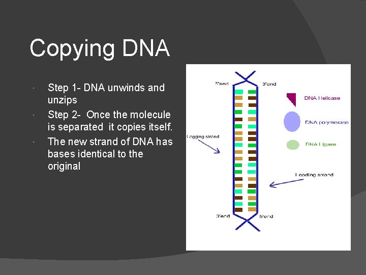 Copying DNA Step 1 - DNA unwinds and unzips Step 2 - Once the