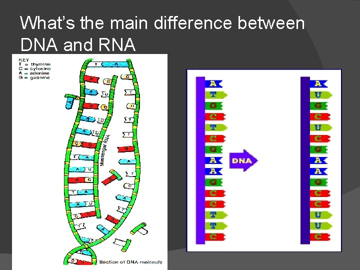 What’s the main difference between DNA and RNA 