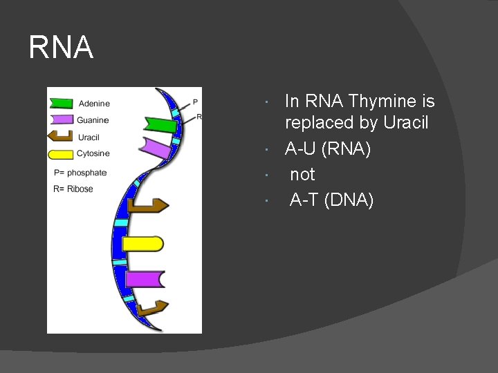 RNA In RNA Thymine is replaced by Uracil A-U (RNA) not A-T (DNA) 