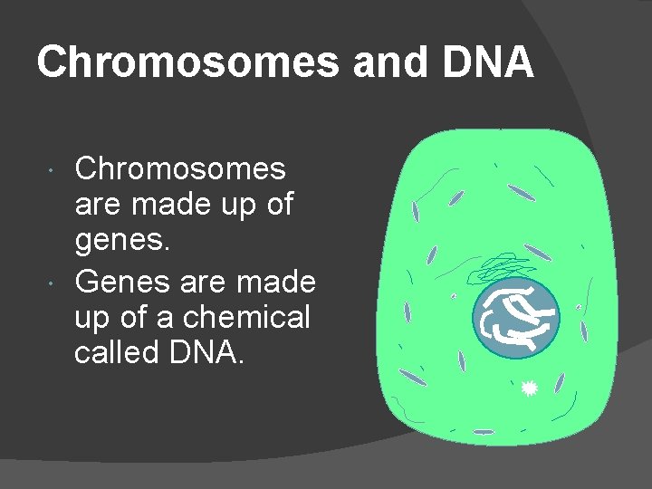 Chromosomes and DNA Chromosomes are made up of genes. Genes are made up of