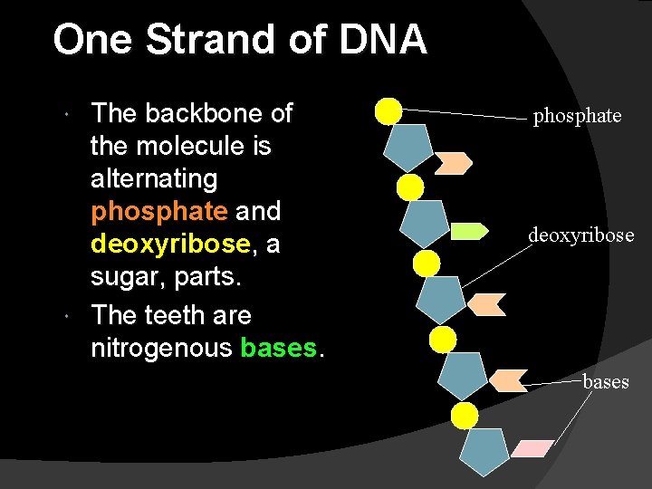 One Strand of DNA The backbone of the molecule is alternating phosphate and deoxyribose,