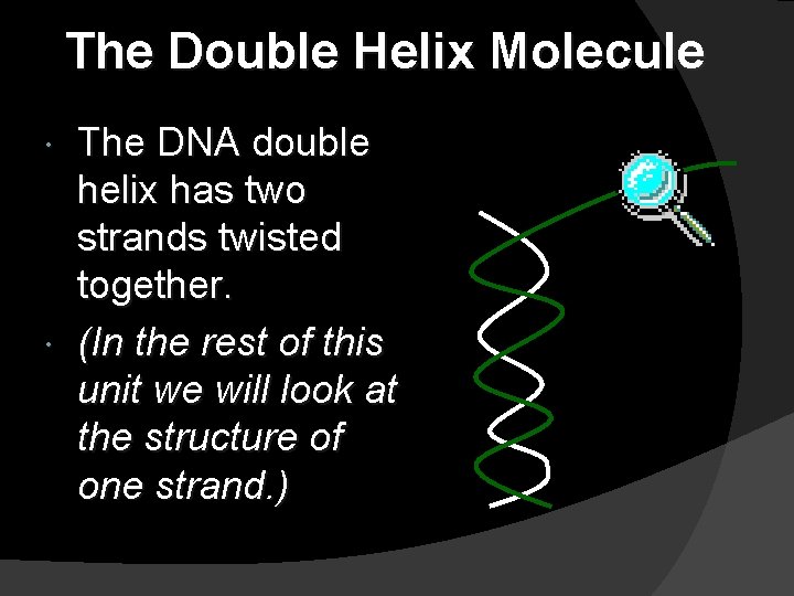 The Double Helix Molecule The DNA double helix has two strands twisted together. (In