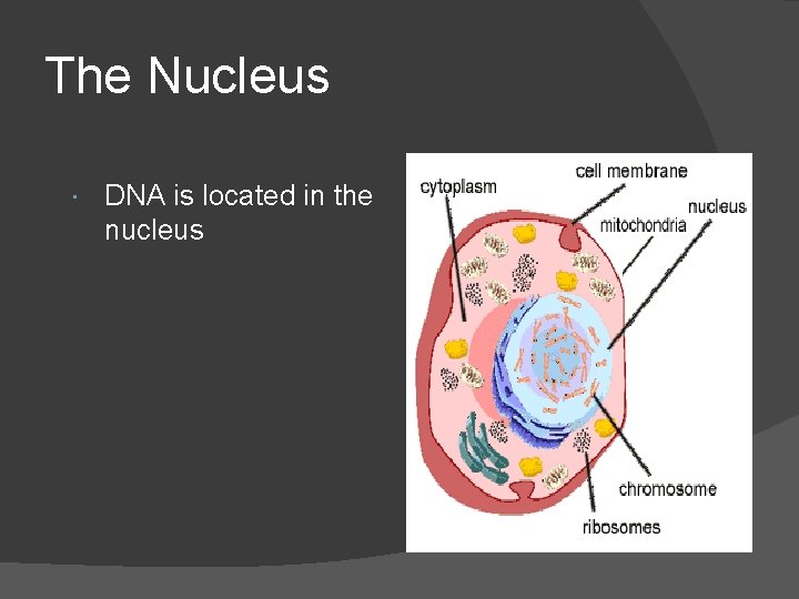 The Nucleus DNA is located in the nucleus 