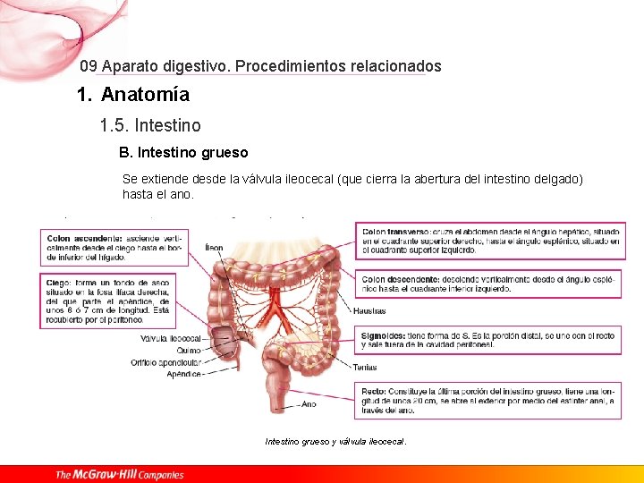 09 Aparato digestivo. Procedimientos relacionados 1. Anatomía 1. 5. Intestino B. Intestino grueso Se