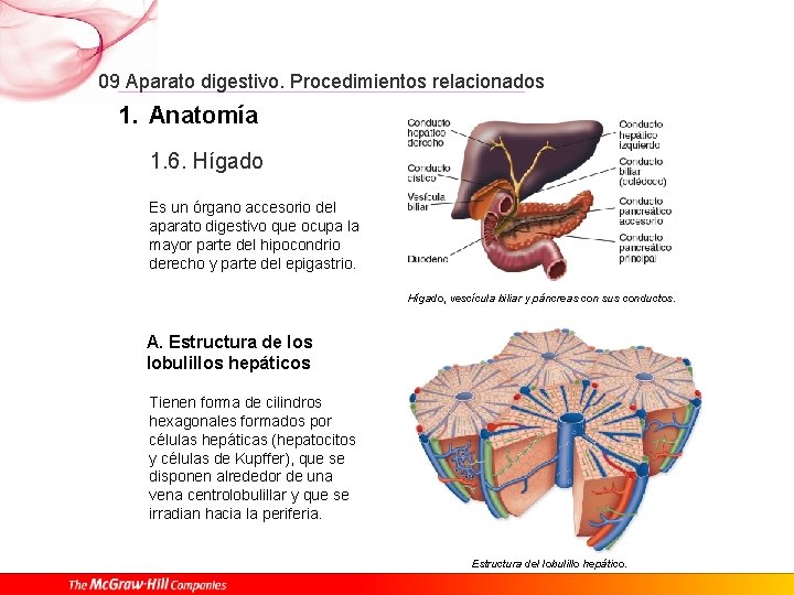 09 Aparato digestivo. Procedimientos relacionados 1. Anatomía 1. 6. Hígado Es un órgano accesorio